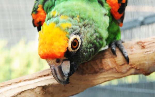 Parrot Breeder Services