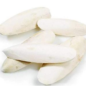 Parrot Breeder Services