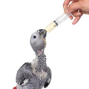 Parrot Breeder Services