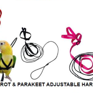 Parrot Breeder Services